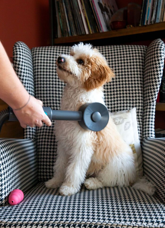 Livington &bdquo;Sense IQ&ldquo; Tierhaarb&uuml;rsten-Set 