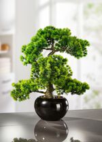 L&auml;rchen-Bonsai in schwarzem Keramiktopf 
