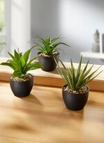 Sukkulenten im Topf, 3er-Set 