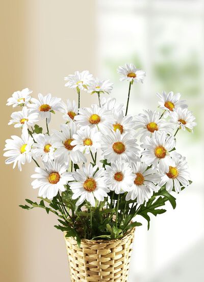 Margeritenzweige, 3er-Set 