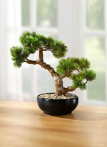 Bonsai im Keramiktopf 