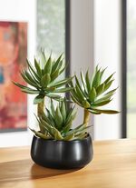 Agave in Kunststofftopf 