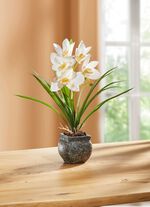Cymbidium-Orchidee im Zementtopf 
